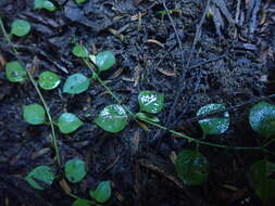 Imagem de Stellaria parviflora Banks & Soland. ex Hook. fil.