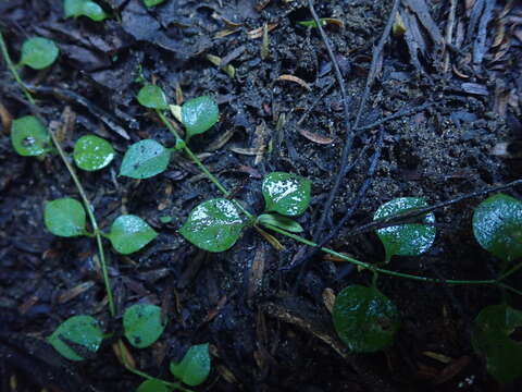 Image of Stellaria parviflora Banks & Soland. ex Hook. fil.