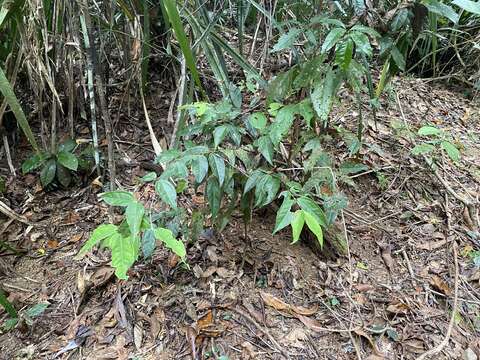 Rhodamnia sessiliflora Benth. resmi