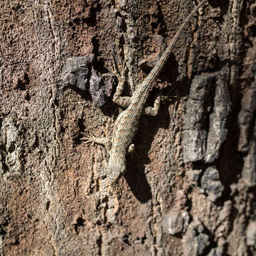 Imagem de Sceloporus occidentalis longipes Baird 1858