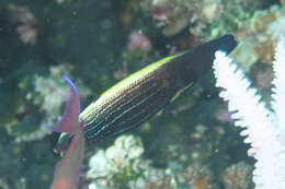 Image of Blacklobe wrasse