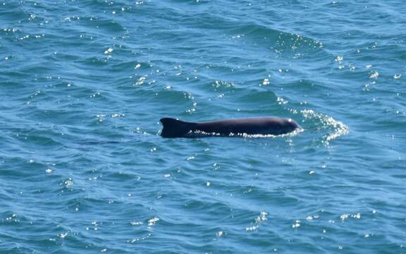 Image of Australian humpback dolphin