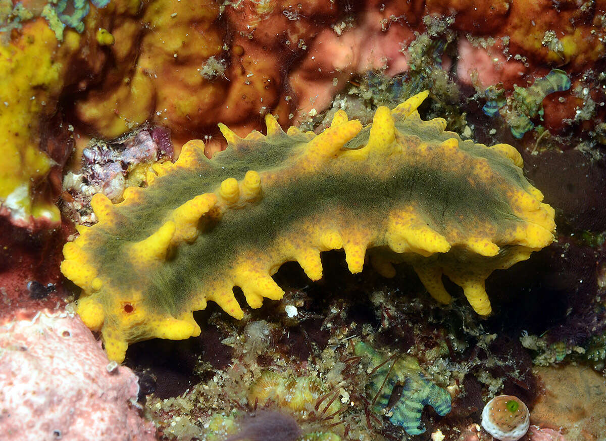 Image of robust sea cucumber