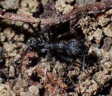 Image of Aphaenogaster senilis Mayr 1853