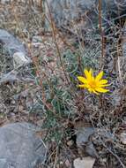 Image of Nevada goldeneye