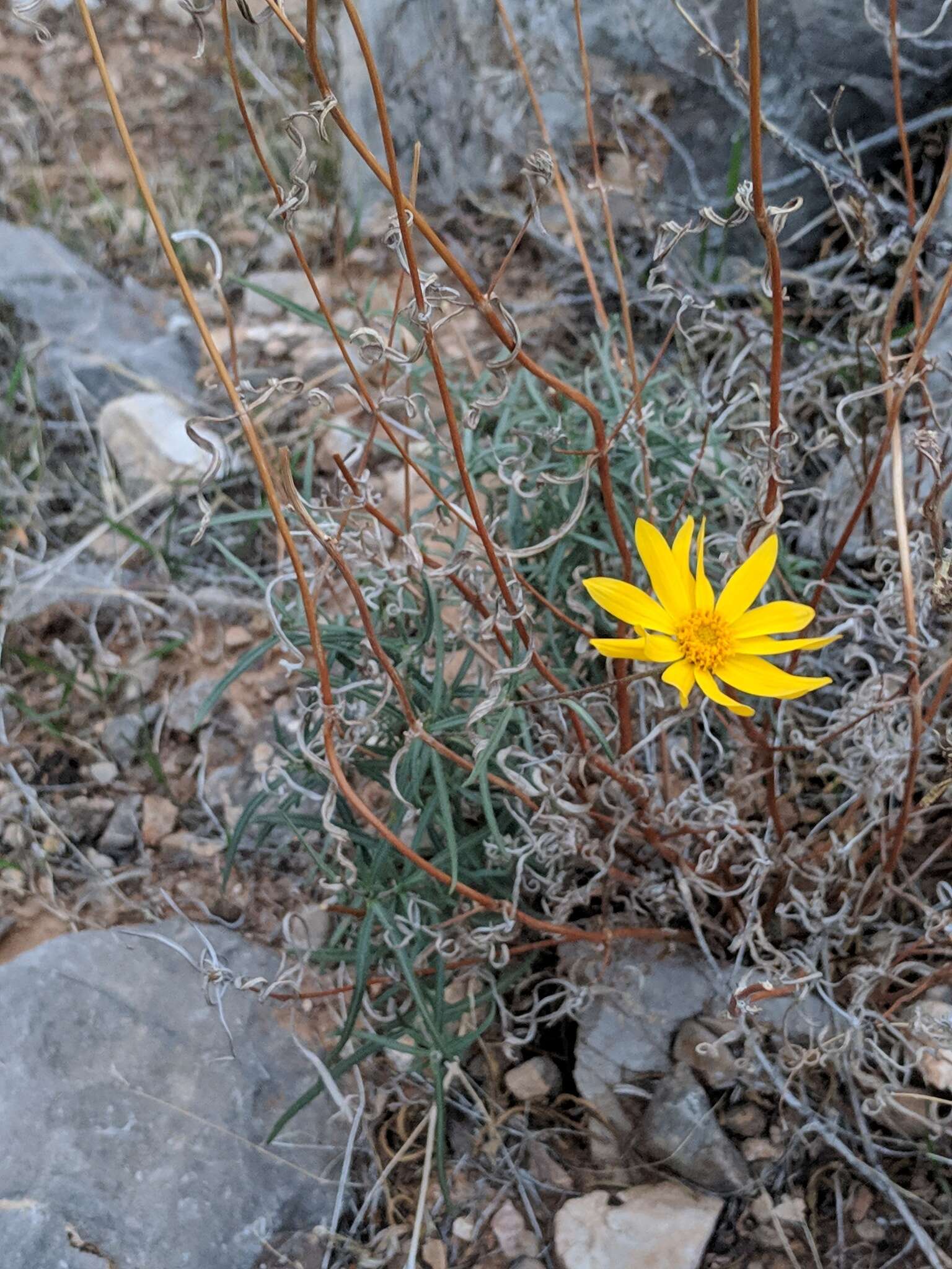 Image of Nevada goldeneye