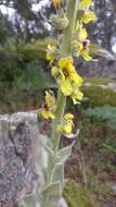 Imagem de Verbascum rotundifolium Ten.