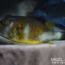 Image of Bluespotted Toadfish