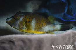 Image of Bluespotted Toadfish