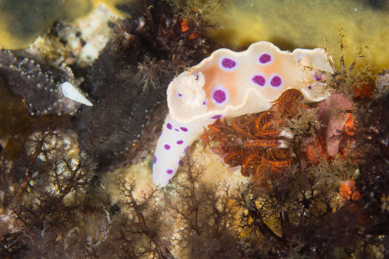 Image of Ceratosoma ingozi Gosliner 1996