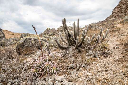 Plancia ëd Espostoa frutescens Madsen