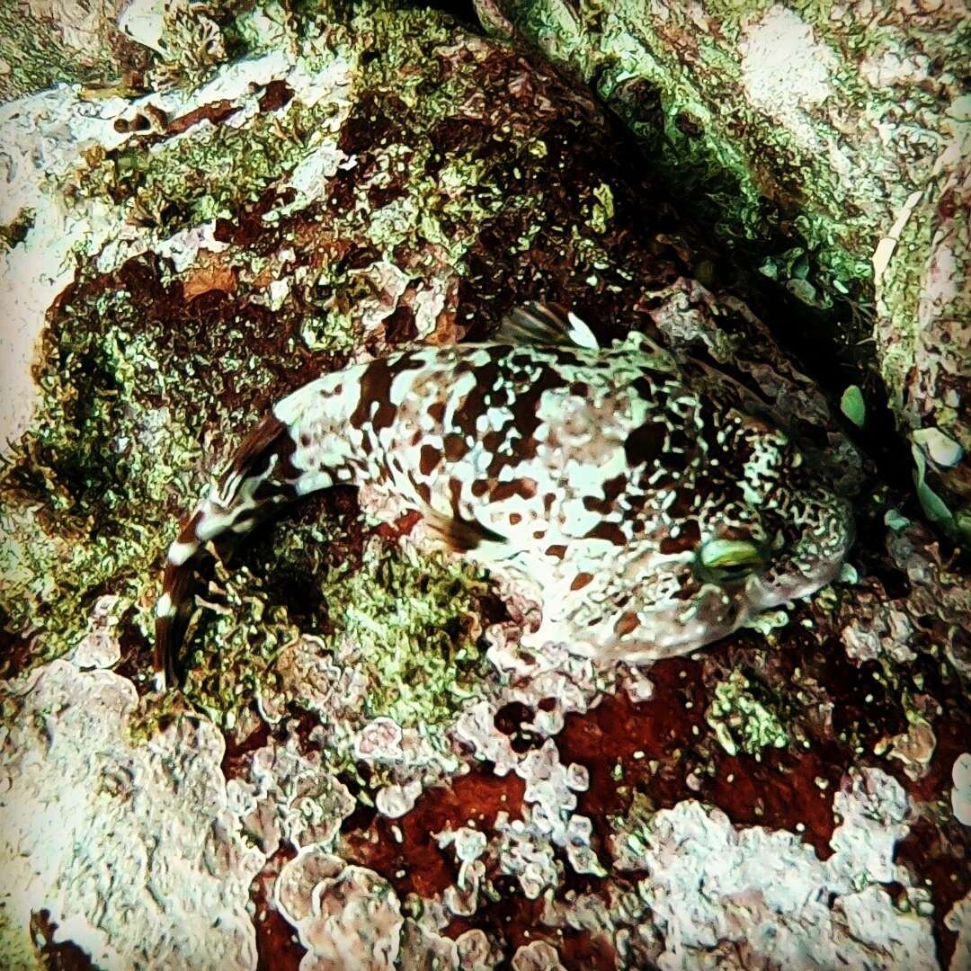 Image of Rocksucker