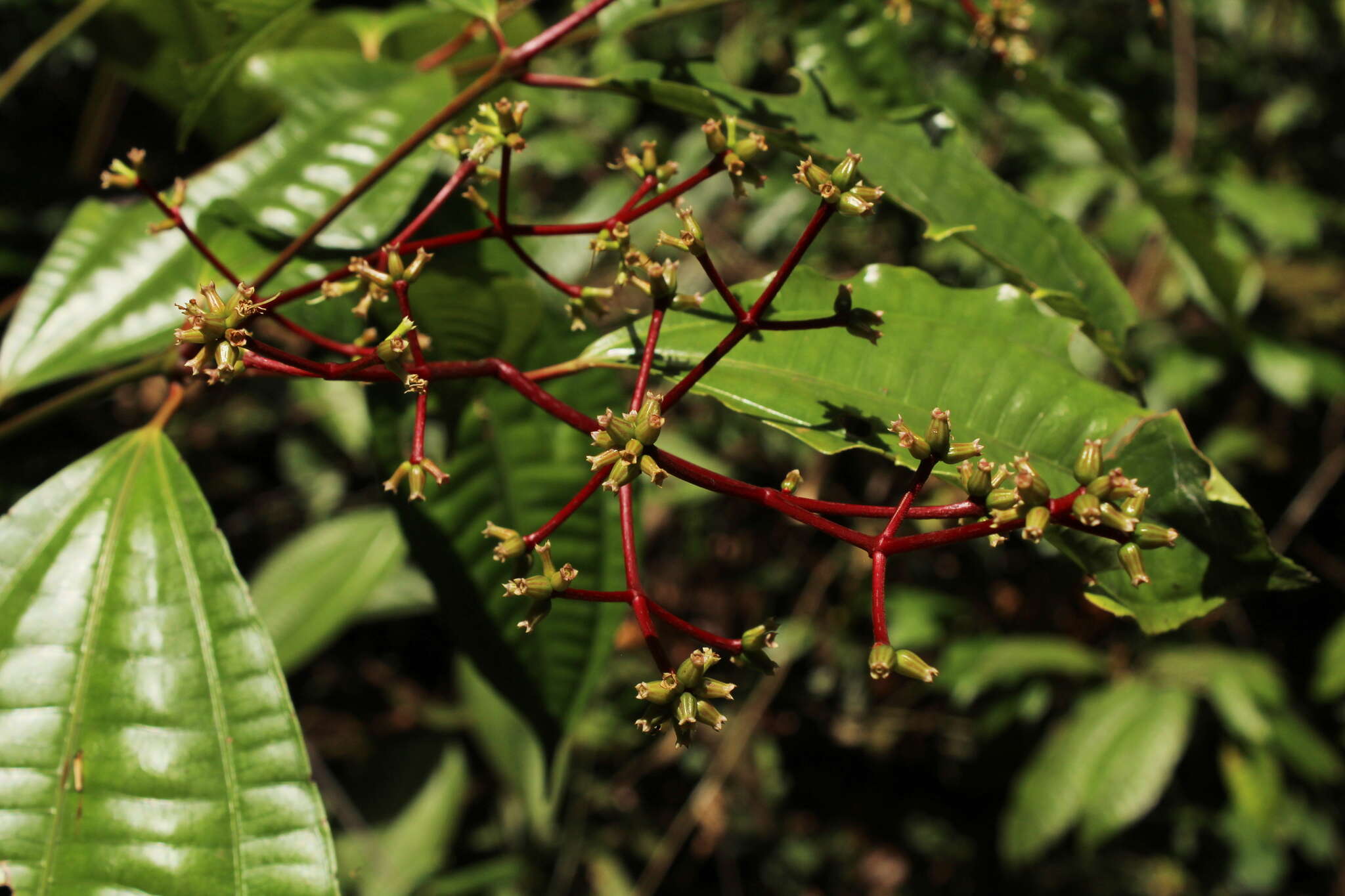 Image of Miconia lateriflora Cogn.