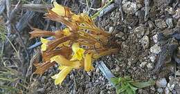 Image of clustered broomrape