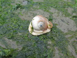 Image of Lewis' moonsnail