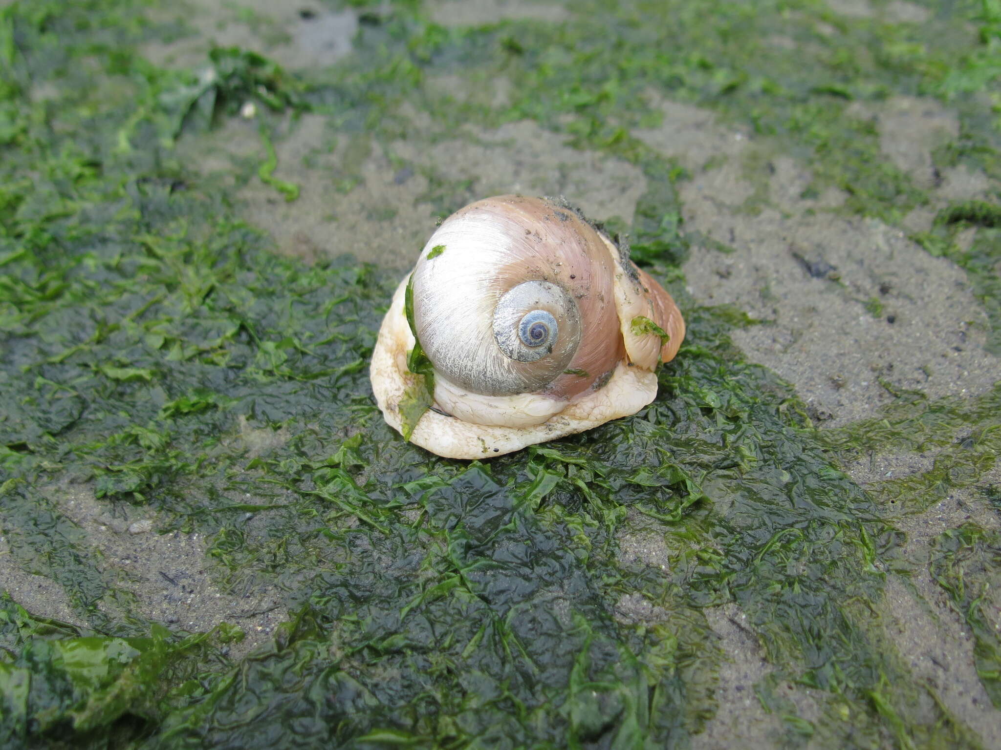 Image of Lewis' moonsnail