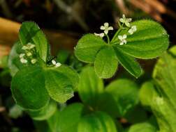 Plancia ëd Galium kamtschaticum Steller ex Schult. & Schult. fil.