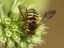 Image de Icteranthidium grohmanni (Spinola 1838)