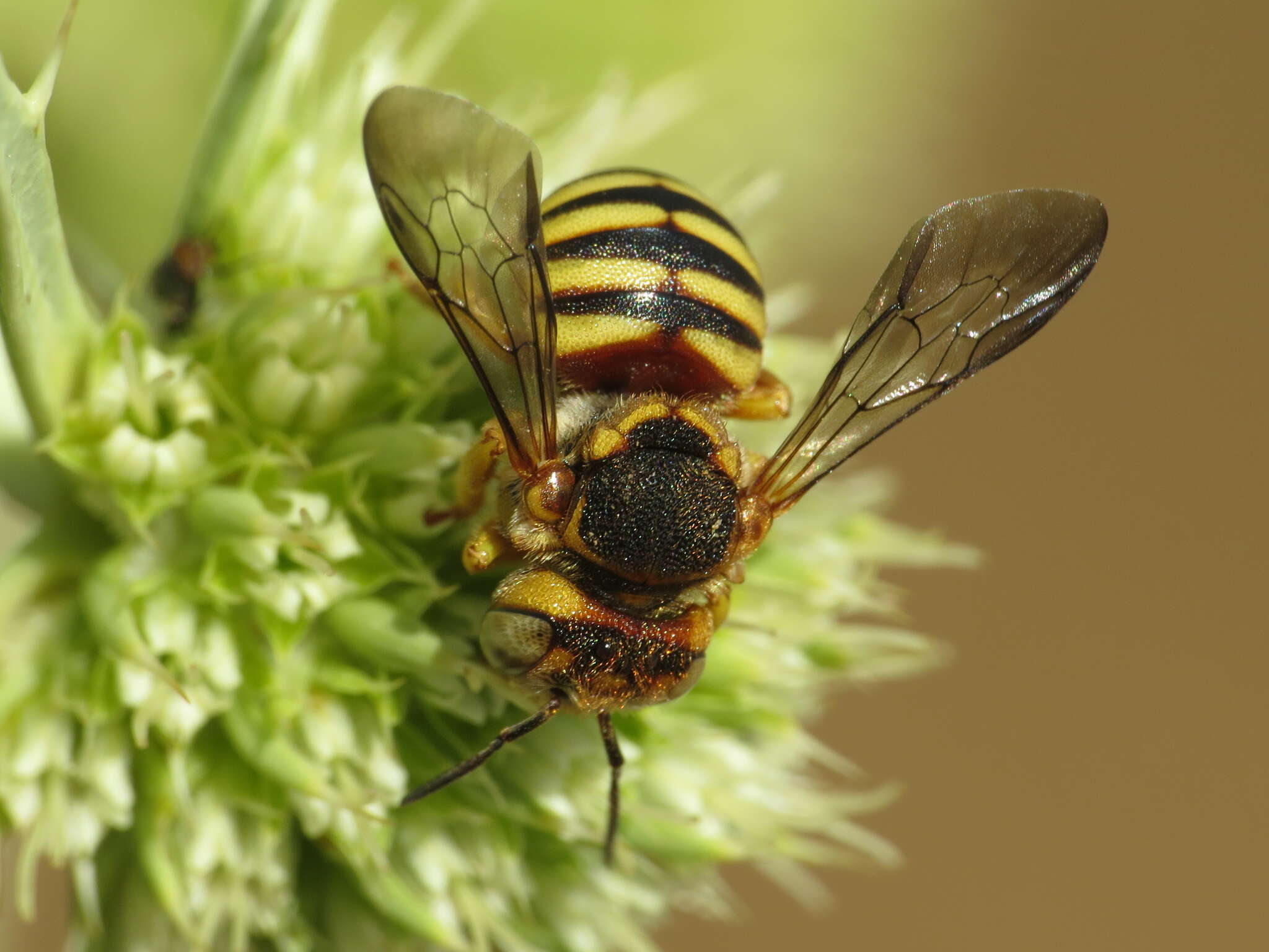 Image of Icteranthidium grohmanni (Spinola 1838)