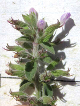 Image of dwarf false pennyroyal