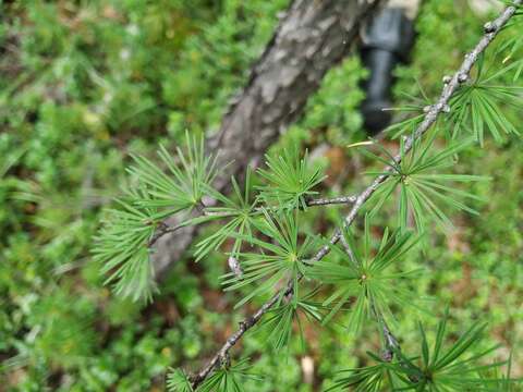 Image of Dahurian Larch