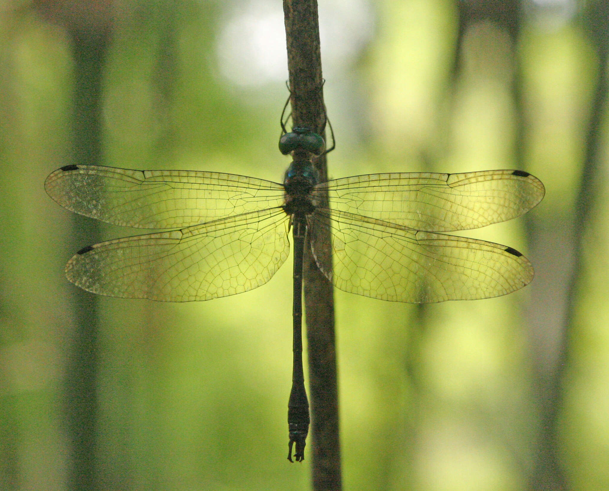 Image of <i>Idionyx thailandica</i>