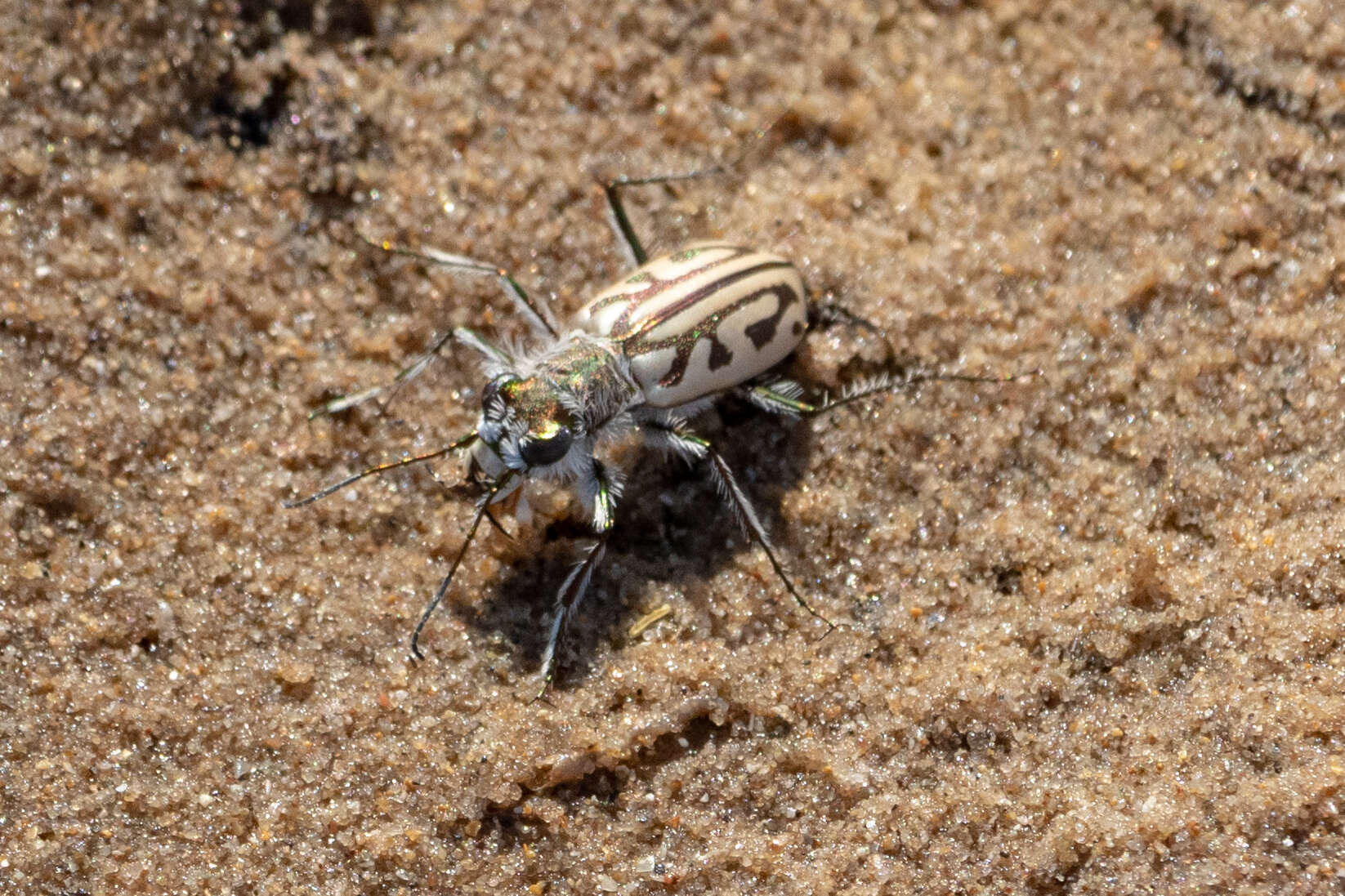 Слика од Habrodera capensis (Linnaeus 1764)