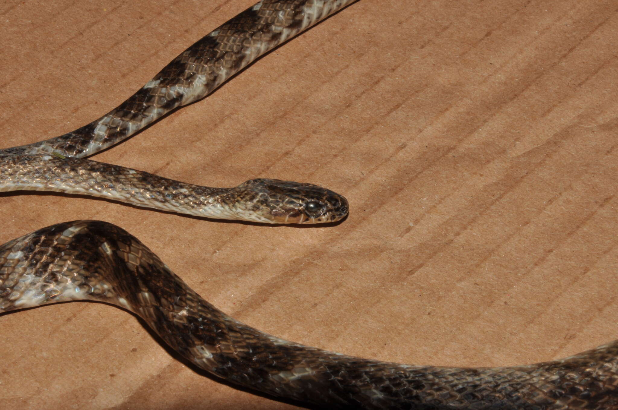 Image of Brazilian Spotted Night Snake