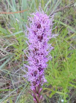 Image of blazing star