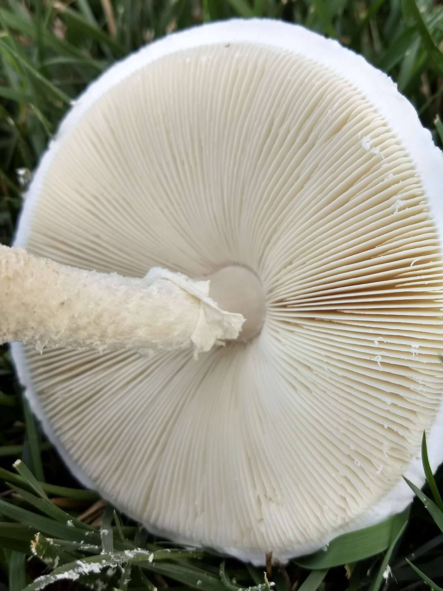 Слика од Saproamanita thiersii (Bas) Redhead, Vizzini, Drehmel & Contu 2016