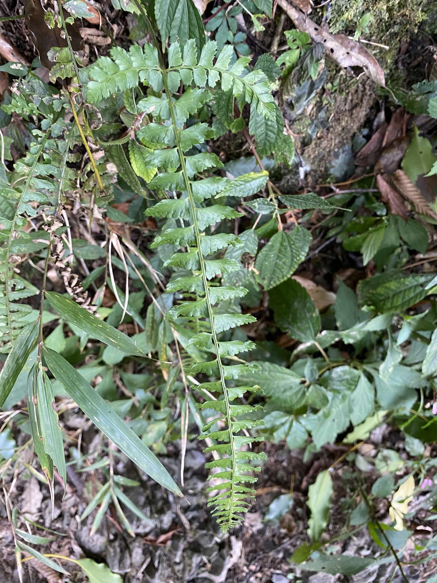 Image de Polystichum hancockii (Hance) Diels