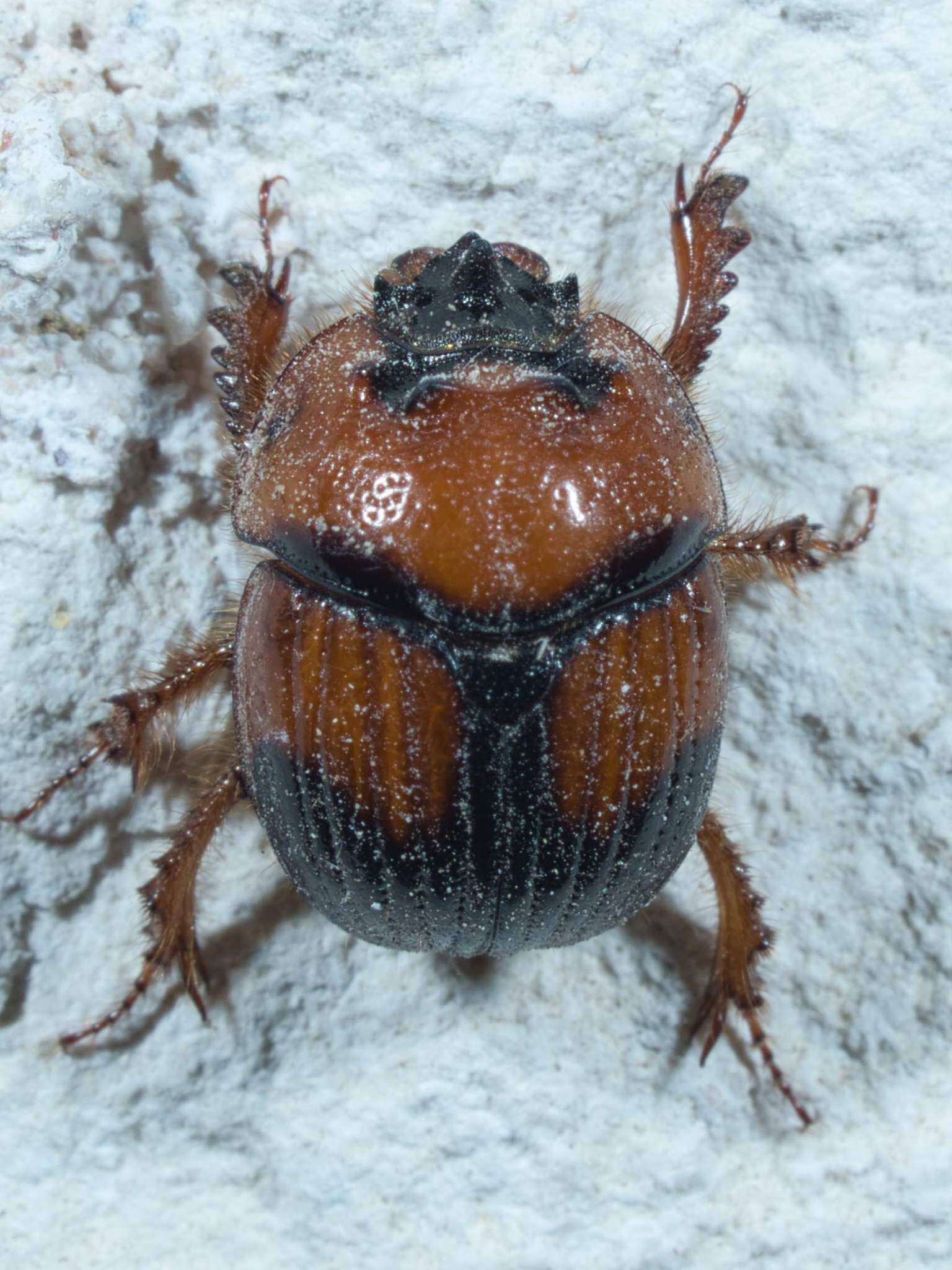 Image of Bolbocerosoma pusillum Dawson & Mccolloch 1924