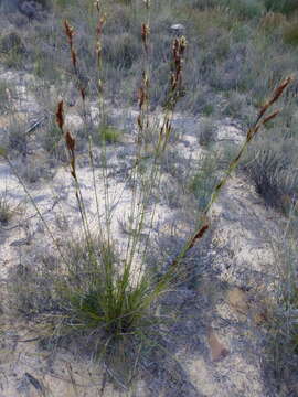 Image of Tetraria ustulata (L.) C. B. Clarke