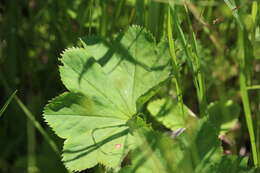 Image of Alchemilla baltica Sam. ex Juz.