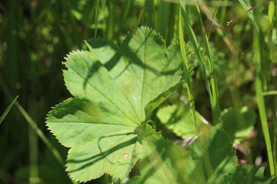 Image of Alchemilla baltica Sam. ex Juz.