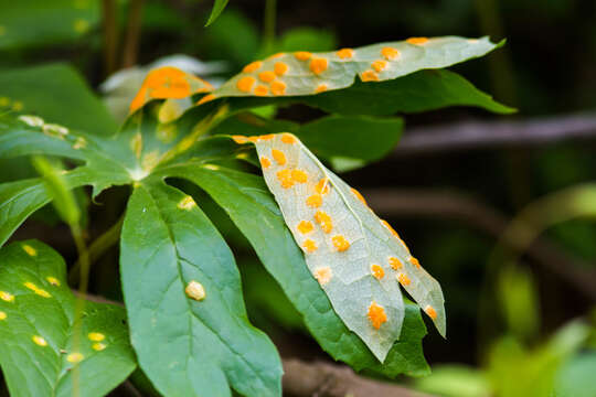 Image of Puccinia podophylli Schwein. 1822