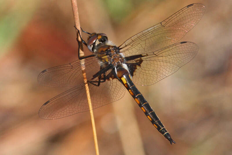 Image of Common Baskettail