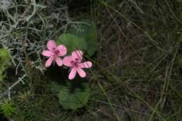 Image of Pelargonium alpinum Eckl. & Zeyh.