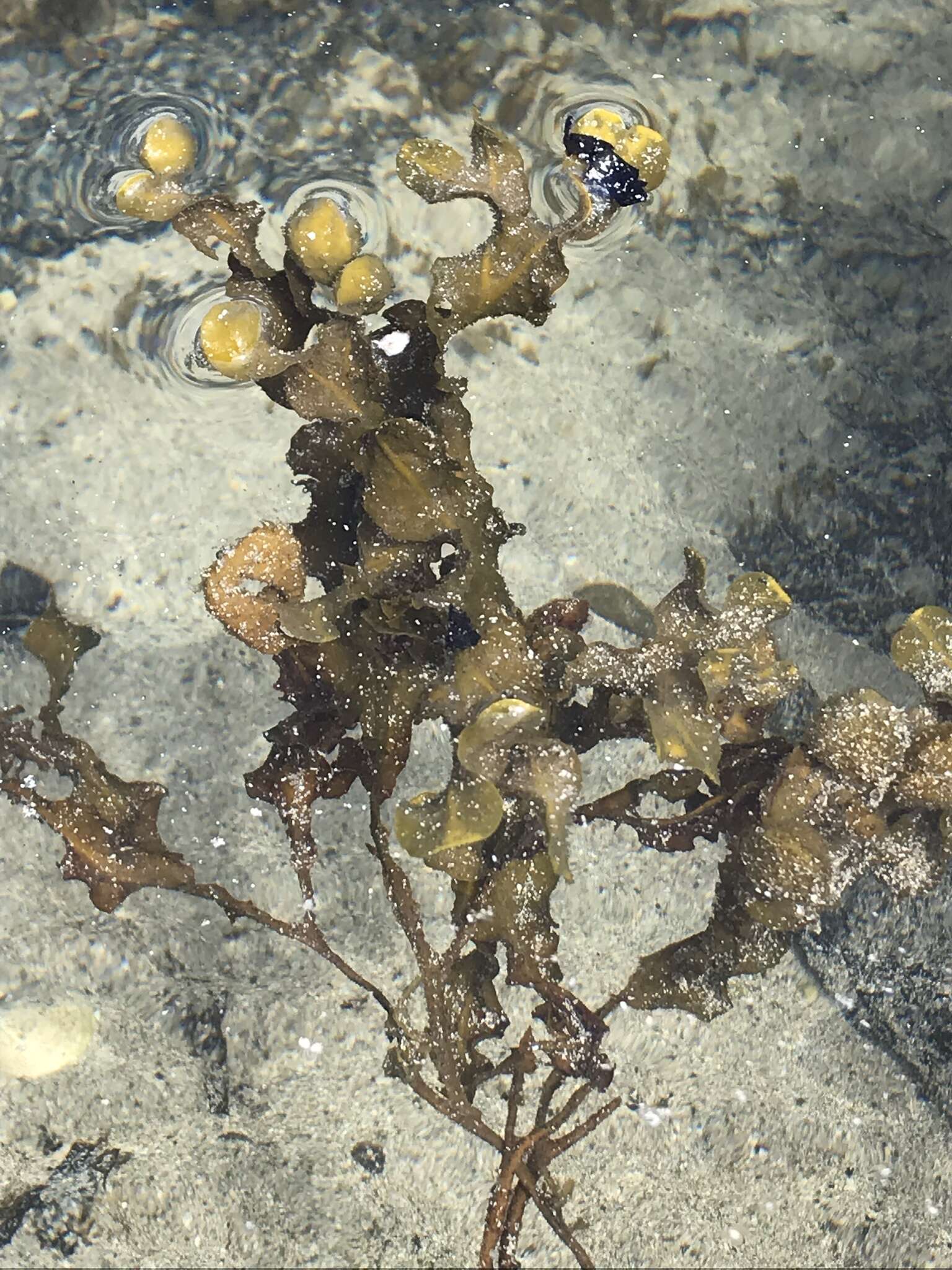 Image of Spiral or Spiralled Wrack