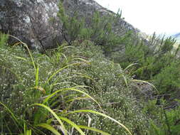 Image of Phylica galpinii Pillans