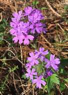 Imagem de Glandularia maritima (Small) Small