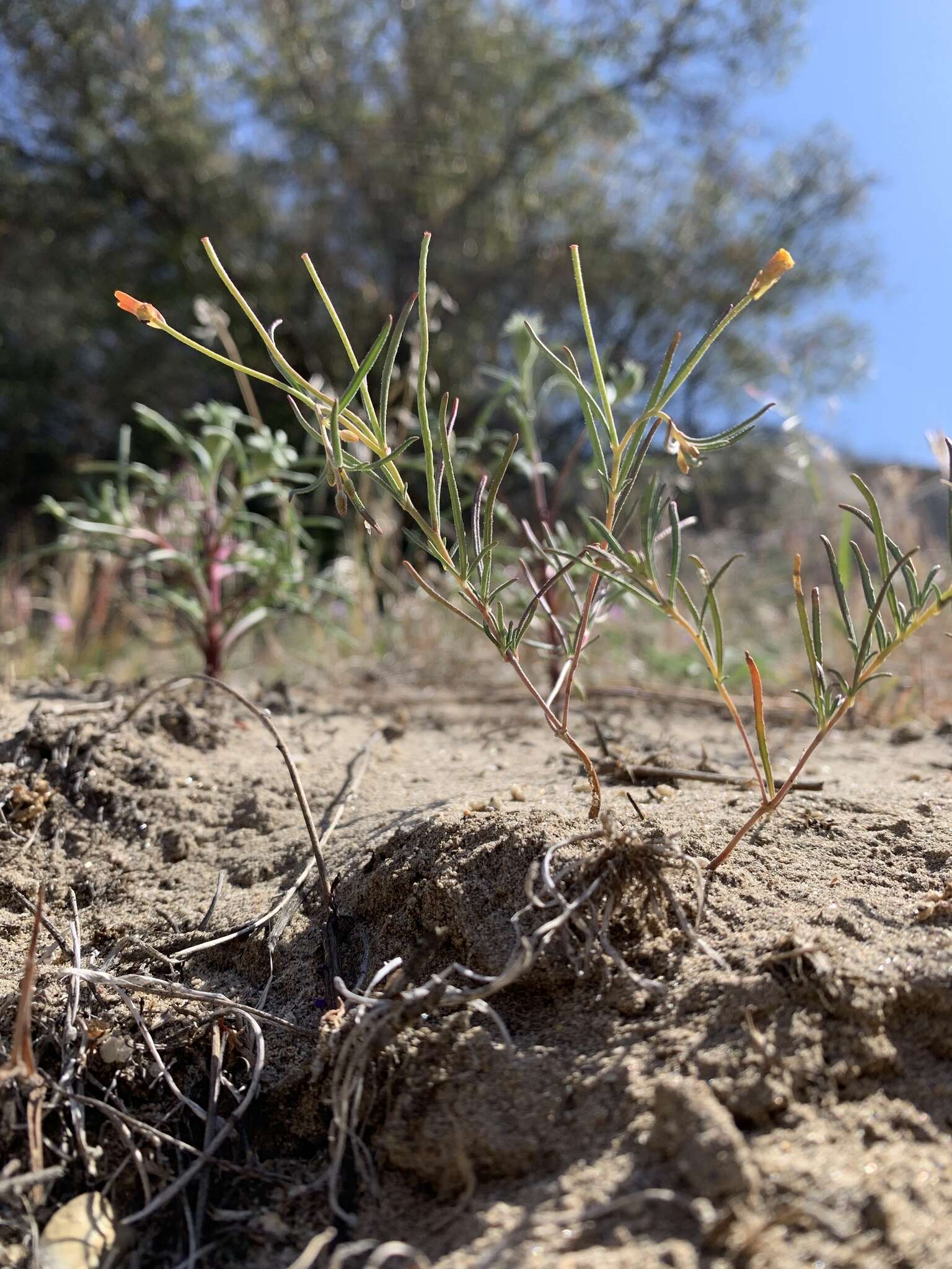 Image of Kern River evening primrose