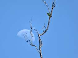 Image of Little Lorikeet