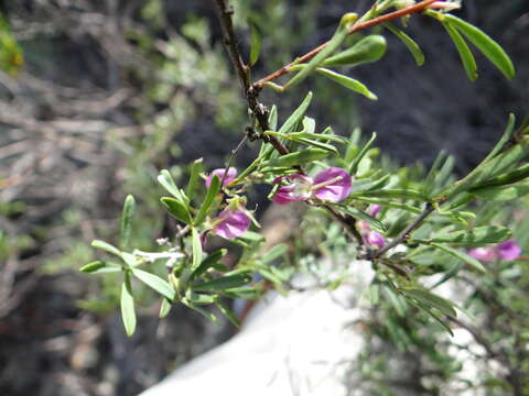 Image of Indigofera denudata Thunb.