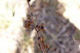 Image of Eucalyptus arenicola Rule