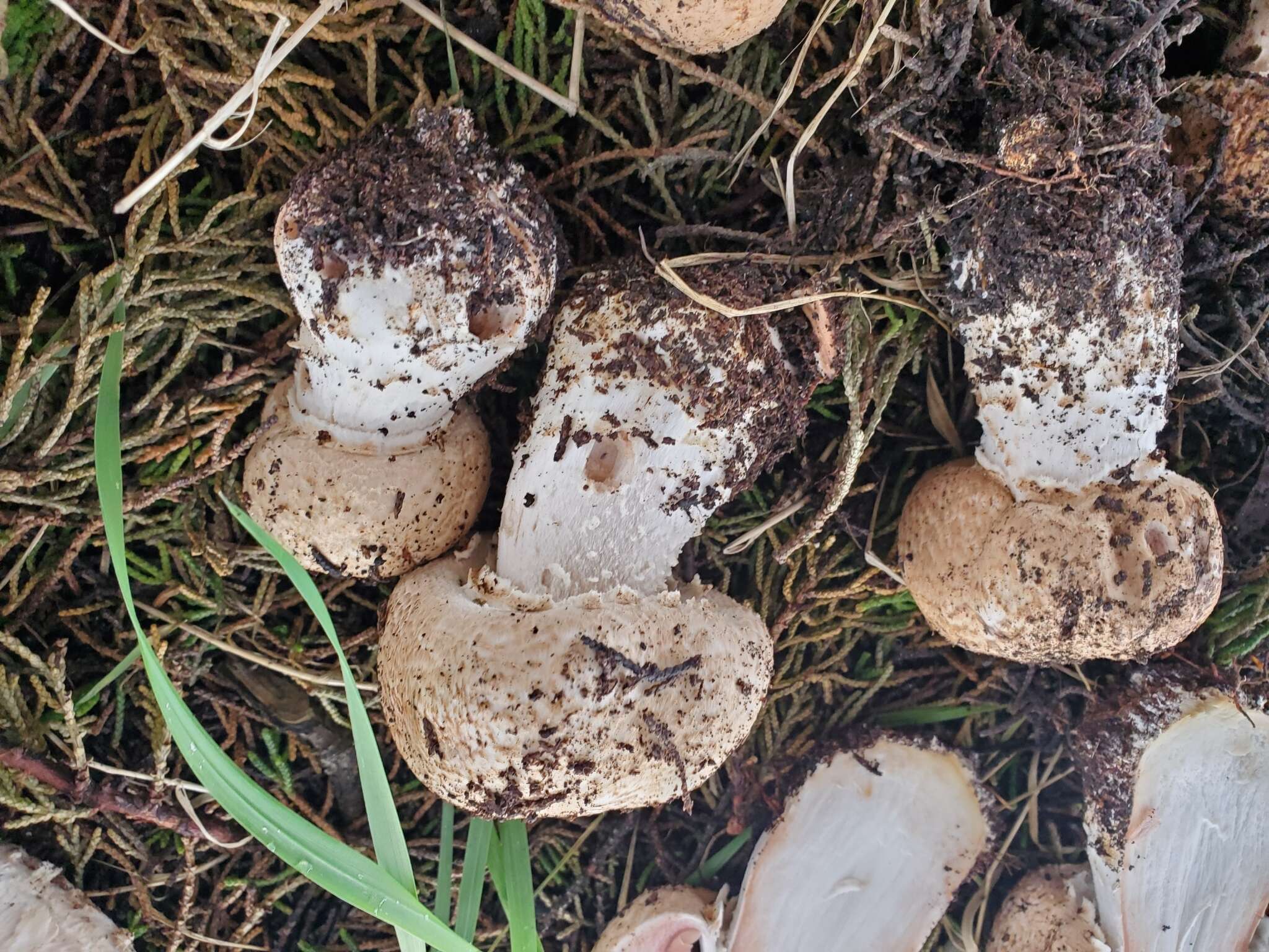 Image of Agaricus pattersoniae Peck 1907