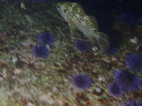 Image of Brown rockfish