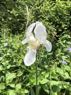 Image of Iris albicans Lange