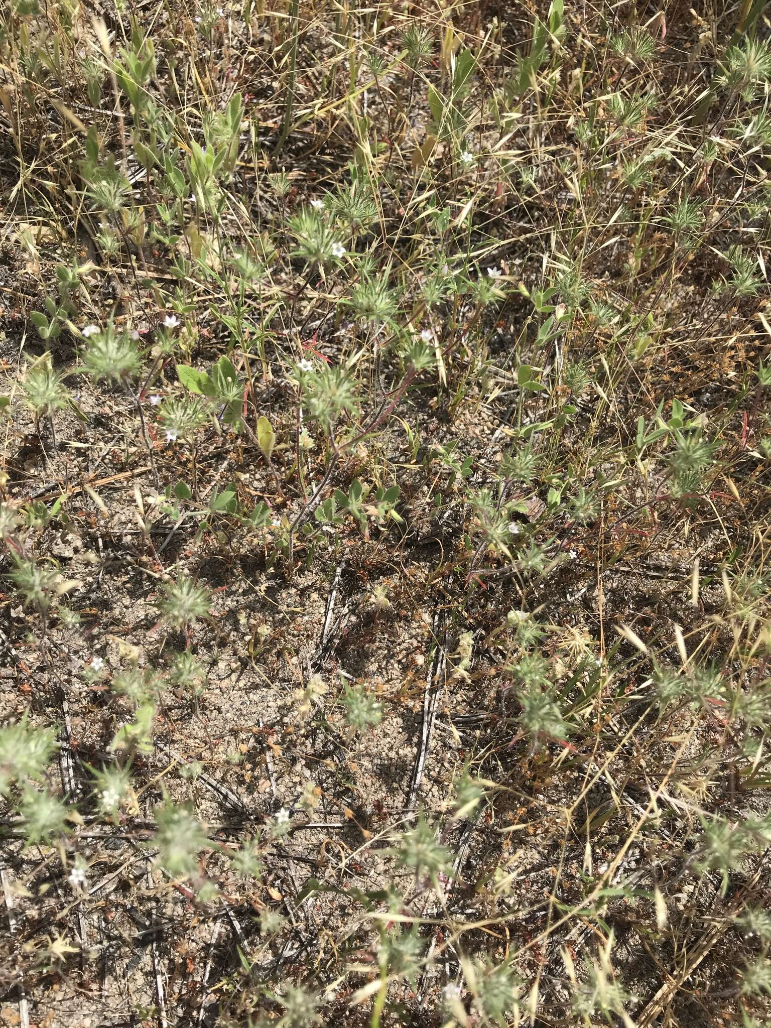 Image of Baja Pincushion-Plant