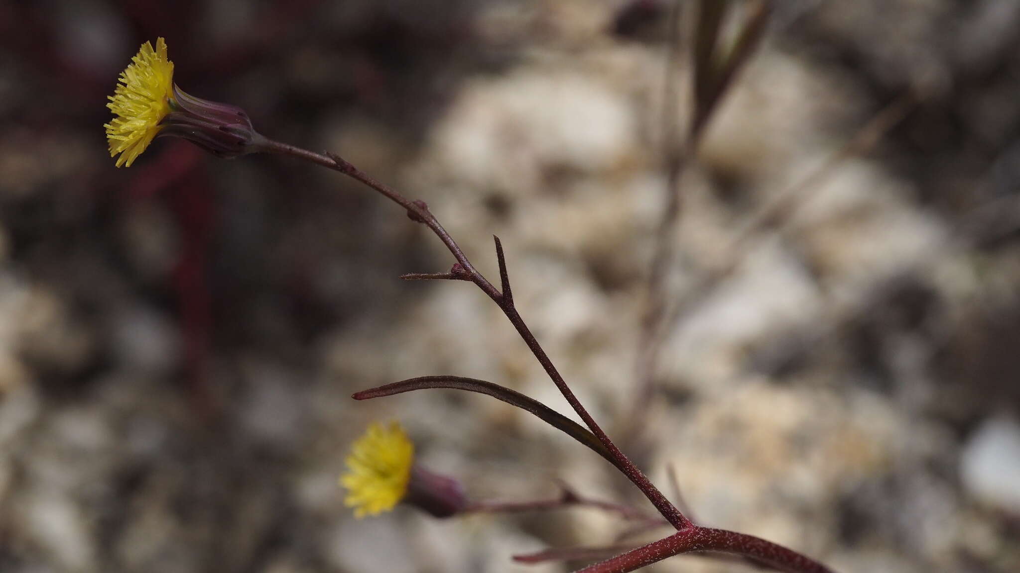 Image of Cleveland's desertdandelion